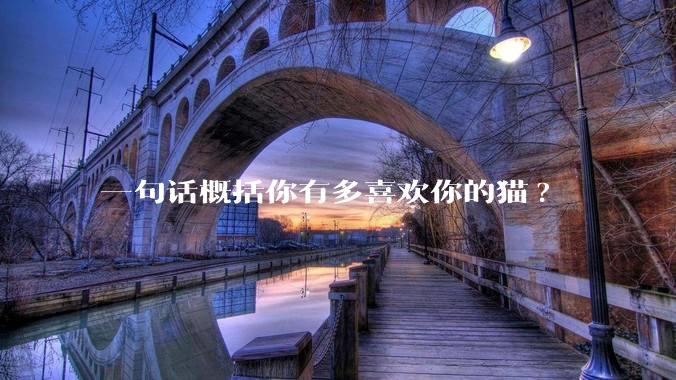一句话概括你有多喜欢你的猫?